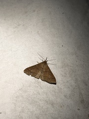 Renia discoloralis