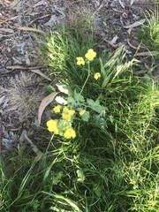 Brassica juncea