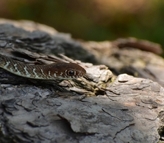 Masticophis mentovarius
