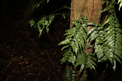 Arthropteris tenella