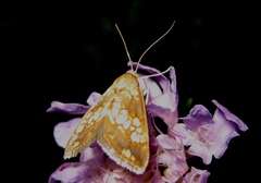 Evergestis politalis