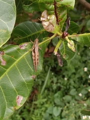 Stenocatantops cornelii