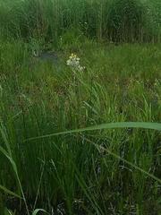 Tephroseris palustris