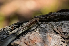 Masticophis mentovarius