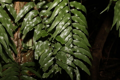 Arthropteris tenella