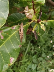 Stenocatantops cornelii