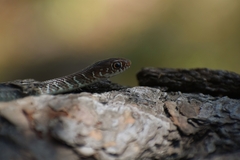 Masticophis mentovarius