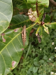 Stenocatantops cornelii