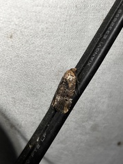 Elaphria chalcedonia