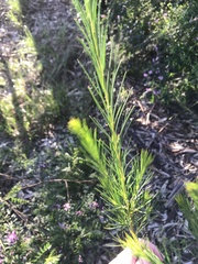 Hakea nodosa