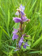 Anacamptis palustris