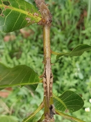 Stenocatantops cornelii