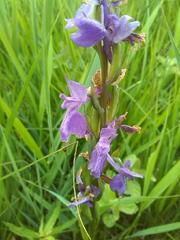 Anacamptis palustris