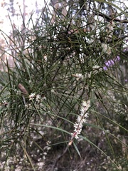 Hakea ulicina
