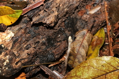 Danhatchia copelandii