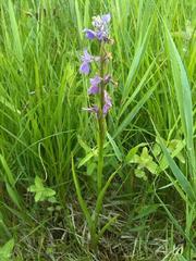 Anacamptis palustris
