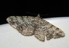 Peribatodes secundaria