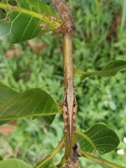 Stenocatantops cornelii