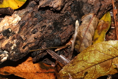 Danhatchia copelandii