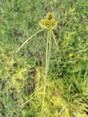 Cyperus manimae asperrimus