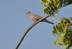 Streptopelia senegalensis