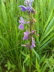 Anacamptis palustris
