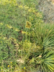 Cyperus manimae asperrimus