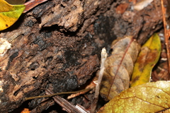 Danhatchia copelandii