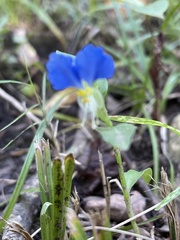 Commelina