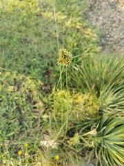 Cyperus manimae asperrimus