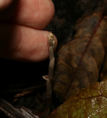 Image of Danhatchia copelandii by (c) Greg Tasney, some rights reserved (CC BY-SA)