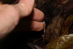 Danhatchia copelandii