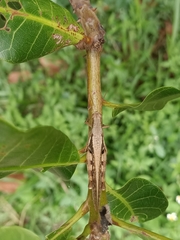 Stenocatantops cornelii
