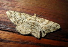 Peribatodes secundaria