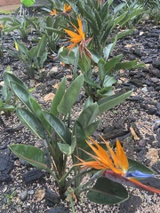 Strelitzia