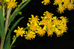 Solidago mexicana