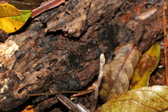 Danhatchia copelandii