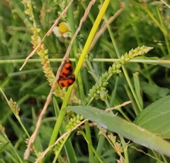 Coccinella transversalis