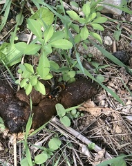 Vespa velutina
