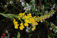 Solidago mexicana