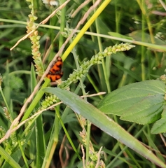 Coccinella transversalis