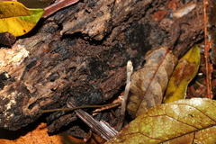 Danhatchia copelandii