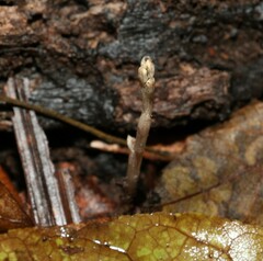 Danhatchia copelandii