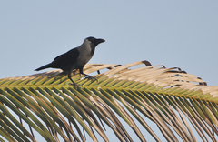 Corvus splendens