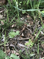 Vespa velutina