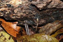 Danhatchia copelandii