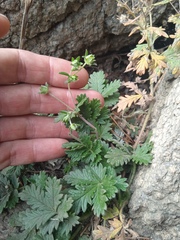 Potentilla longifolia