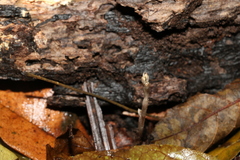 Danhatchia copelandii