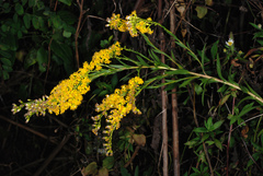 Solidago mexicana