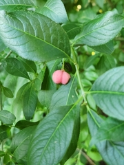 Euonymus europaeus